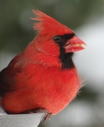 7th Feb 2014 - Northern Cardinal Portrait