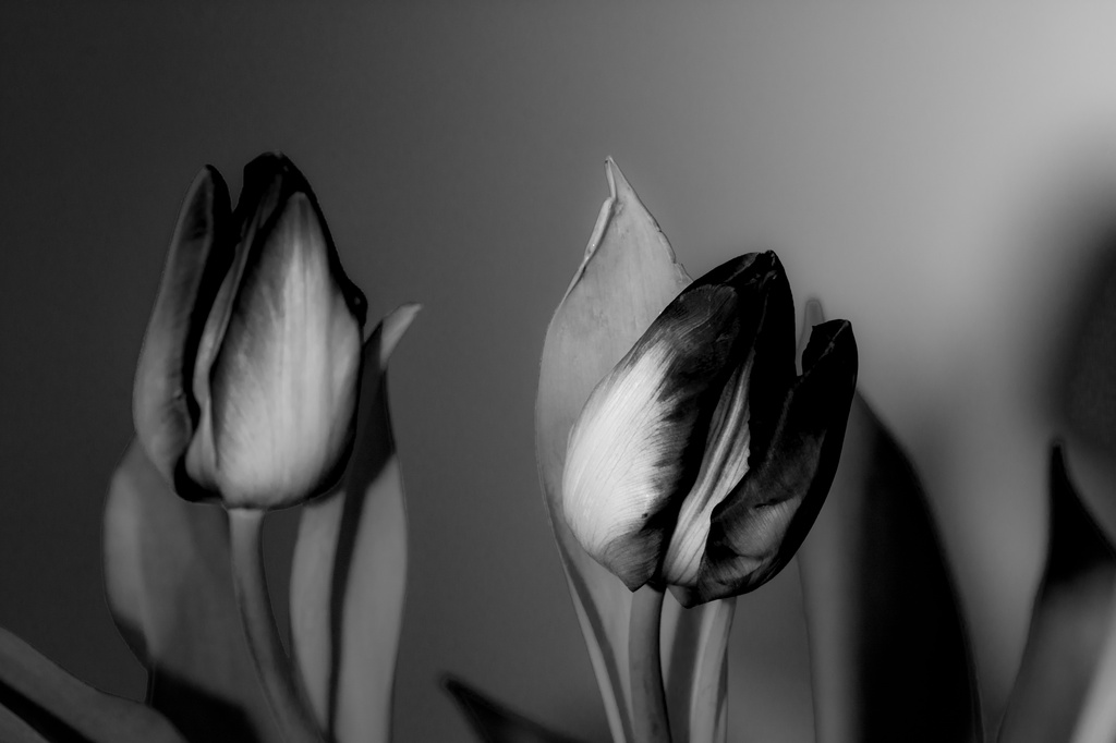 Black Tulips... by vignouse