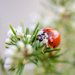 Ladybird - 7-02 by barrowlane
