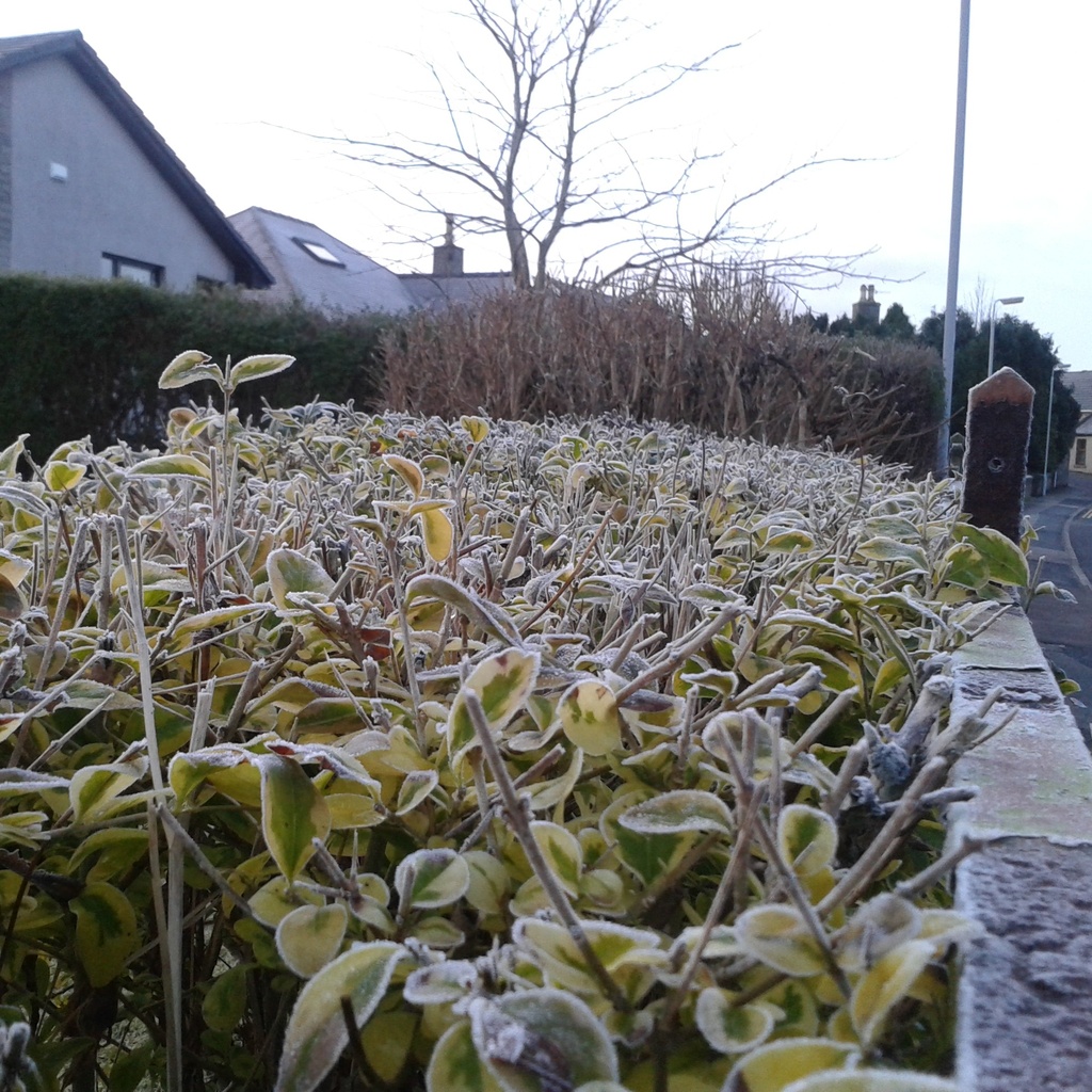Frost on the hedge by sarah19
