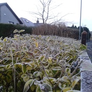 28th Jan 2014 - Frost on the hedge