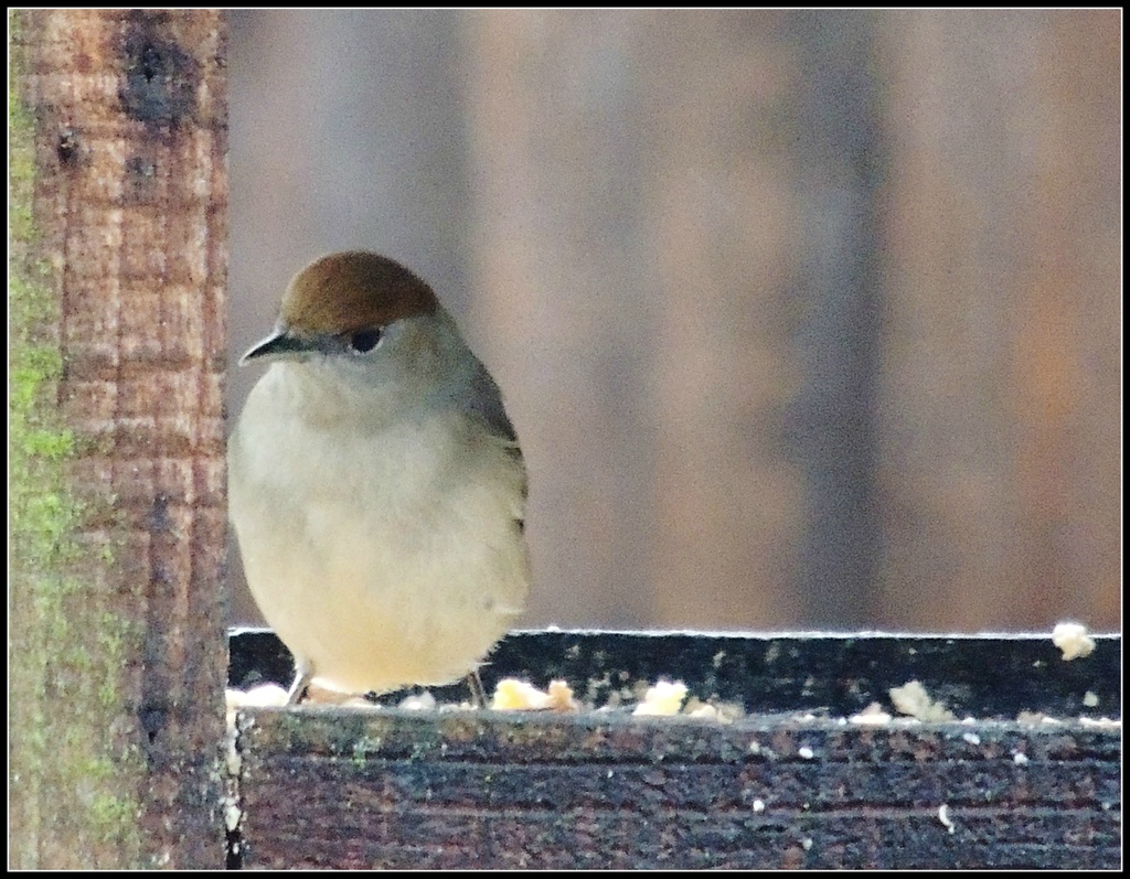 Female blackcap by rosiekind