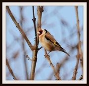 7th Feb 2014 - Goldfinch