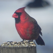 7th Feb 2014 - Male Cardinal 
