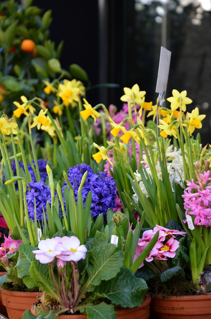 It's already spring at the Florist by parisouailleurs
