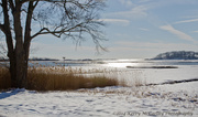 7th Feb 2014 - Snowy Marsh