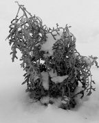 7th Feb 2014 - Winter Sculpture