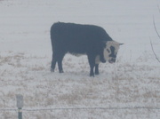 7th Feb 2014 - calf