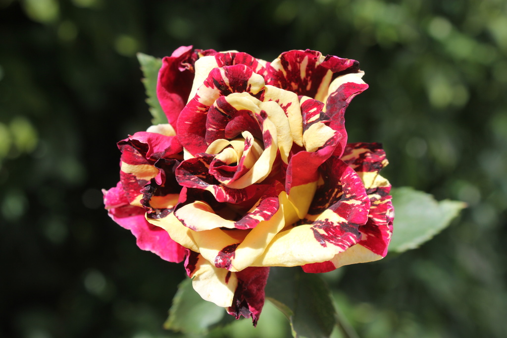 Colourful rose by gilbertwood