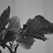 Poinsettia bw by ziggy77
