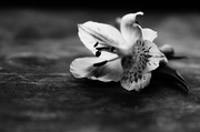 7th Feb 2014 - Incan Lily in Black and White