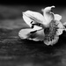 Incan Lily in Black and White by mzzhope