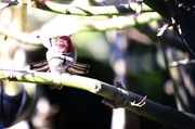 5th Feb 2014 - Hummingbird