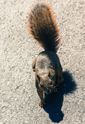 7th Feb 2014 - (Day 359) - Squirrel!!!!