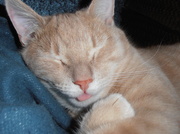 3rd Feb 2014 - Sleeping Kitty
