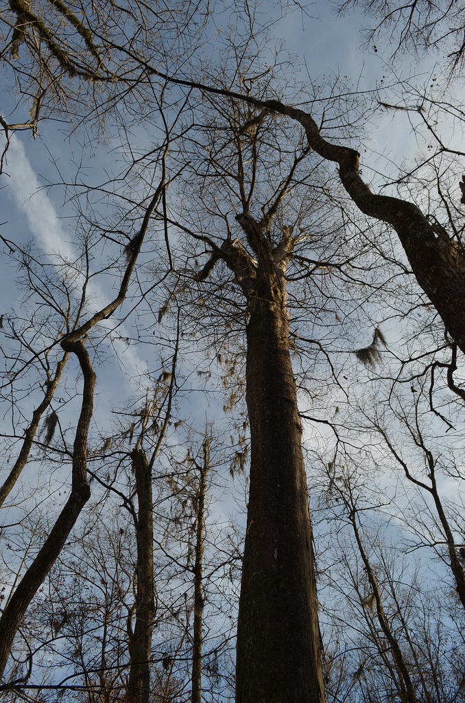 Ancient bald cypress, Four Hole Swamp, South Carolina by congaree