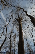 6th Feb 2014 - Ancient bald cypress, Four Hole Swamp, South Carolina