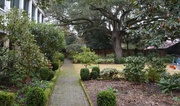 3rd Feb 2014 - Charleston garden