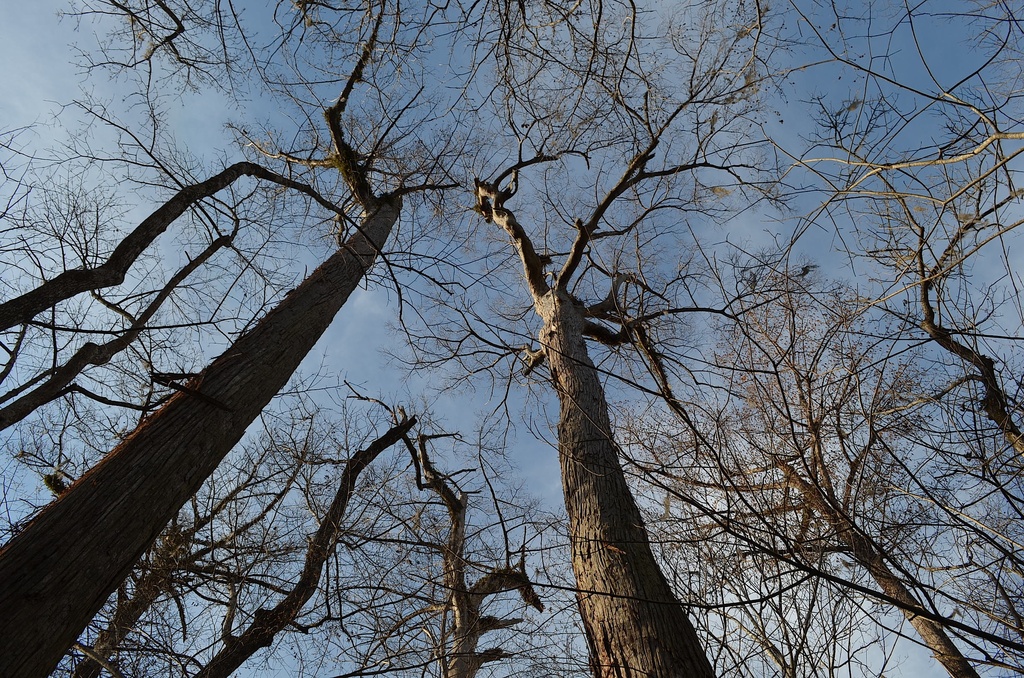 Tall bald cypress, Four Holes Swamp, South Carolina by congaree