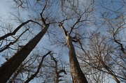 7th Feb 2014 - Tall bald cypress, Four Holes Swamp, South Carolina