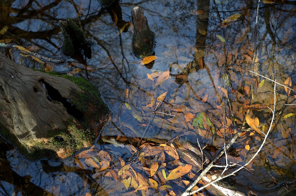 Four Holes Swamp, South Carolina by congaree
