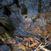 Four Holes Swamp, South Carolina by congaree