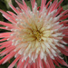 Gerbera flower by kerenmcsweeney