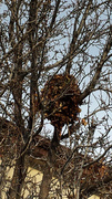 7th Feb 2014 - Squirrel Nest