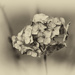 8th February 2014 - F for Faded Hydrangea by pamknowler