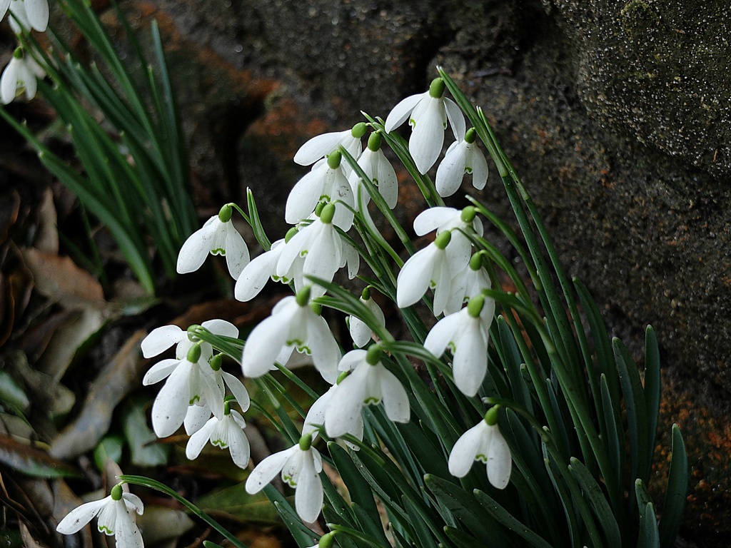 snowdrops by a wall.......... by quietpurplehaze