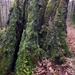 Mossy trunk by callymazoo
