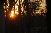 7th Feb 2014 - Sunset in the Forest
