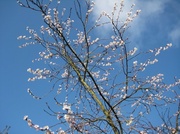 8th Feb 2014 - Blossom - a good omen, hopefully.