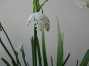 7th Feb 2014 - Home grown snowdrops gracing the kitchen. 
