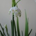 Home grown snowdrops gracing the kitchen.  by foxes37