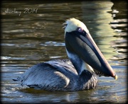 7th Feb 2014 - a pelican and his lunch