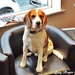 Hudson - The Beagle has Landed. by ladymagpie
