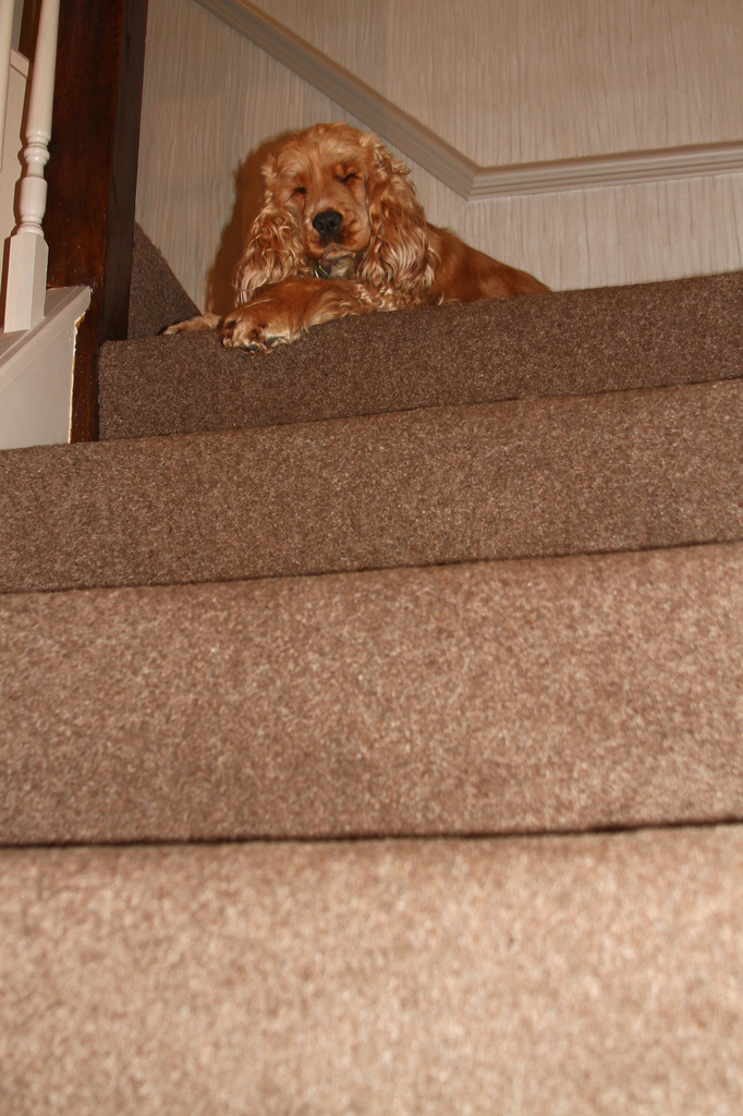 Little dog sits at the top of the stairs by angelar