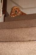 7th Feb 2014 - Little dog sits at the top of the stairs