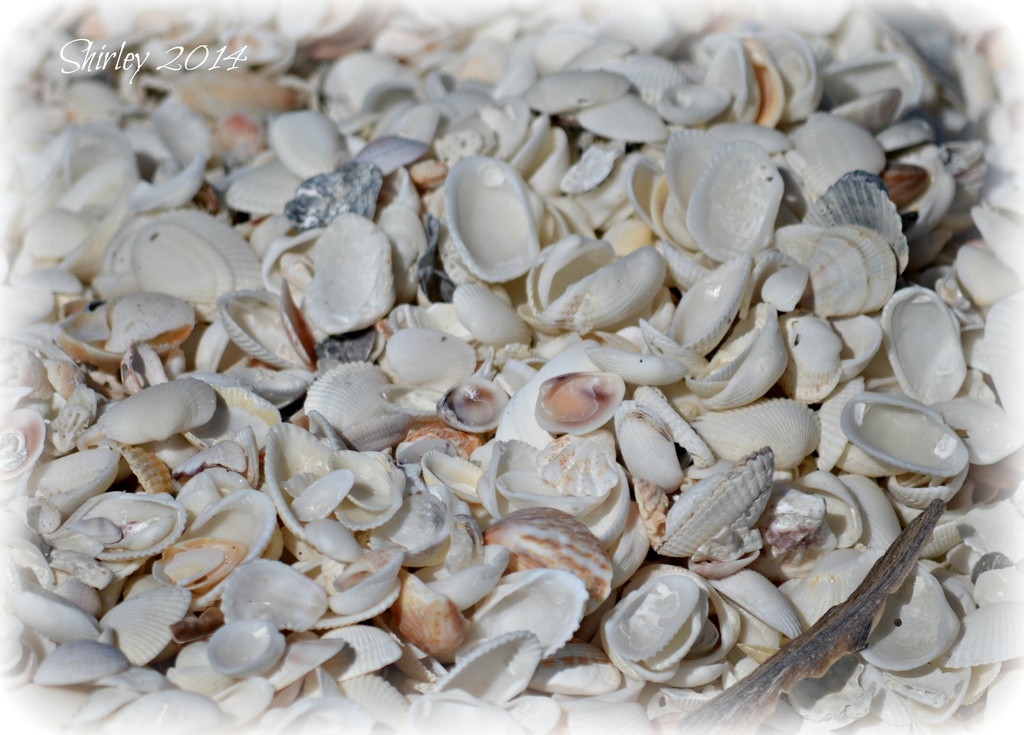 "She sells seashells...." by mjmaven
