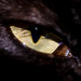 Cats eye - 8-02 by barrowlane