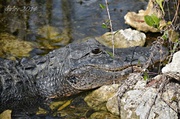 5th Feb 2014 - American Alligator