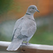 Collared Dove by pcoulson