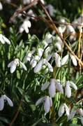 8th Feb 2014 - Snowdrops-Anglesey Abbey