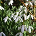 Snowdrops-Anglesey Abbey by padlock