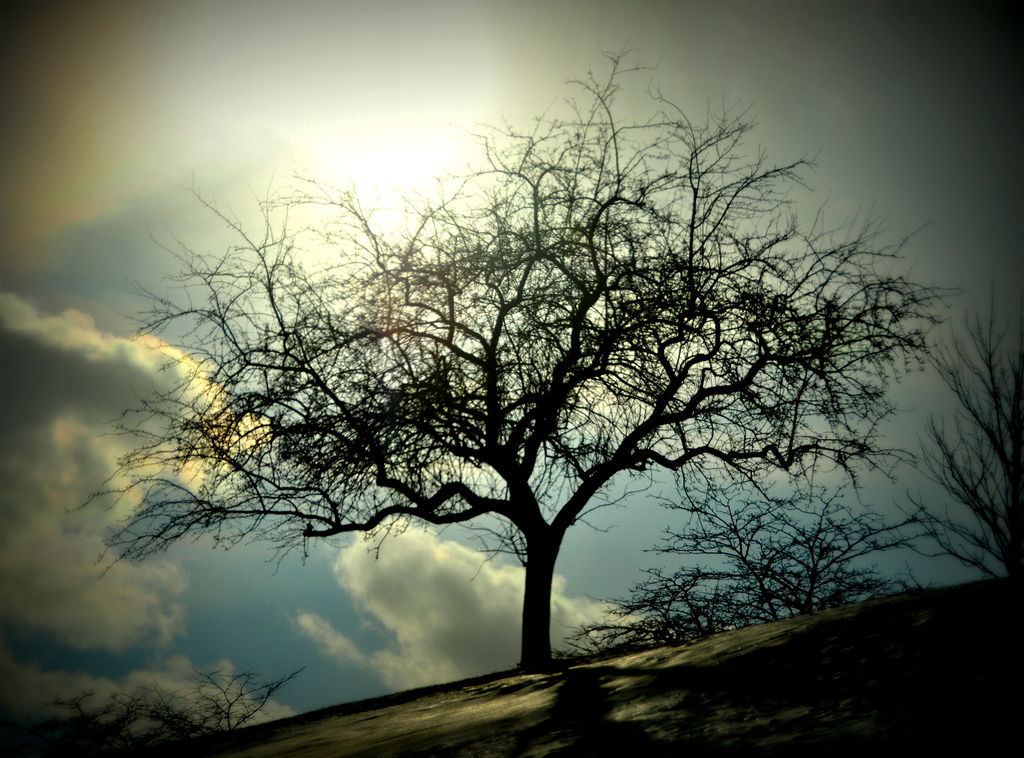 Tree in the afternoon by jayberg