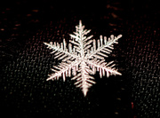 8th Feb 2014 - Snowflake At Last