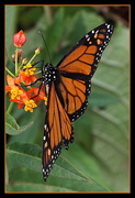 9th Feb 2014 - Monarch Butterfly