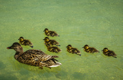8th Feb 2014 - (Day 360) - A Mama and Her Ducklings