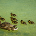 (Day 360) - A Mama and Her Ducklings by cjphoto
